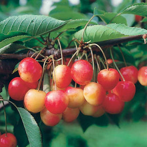 Zwerg-Süßkirsche ‘Spur Napoléon’ - Prunus avium napoléon - Willemse