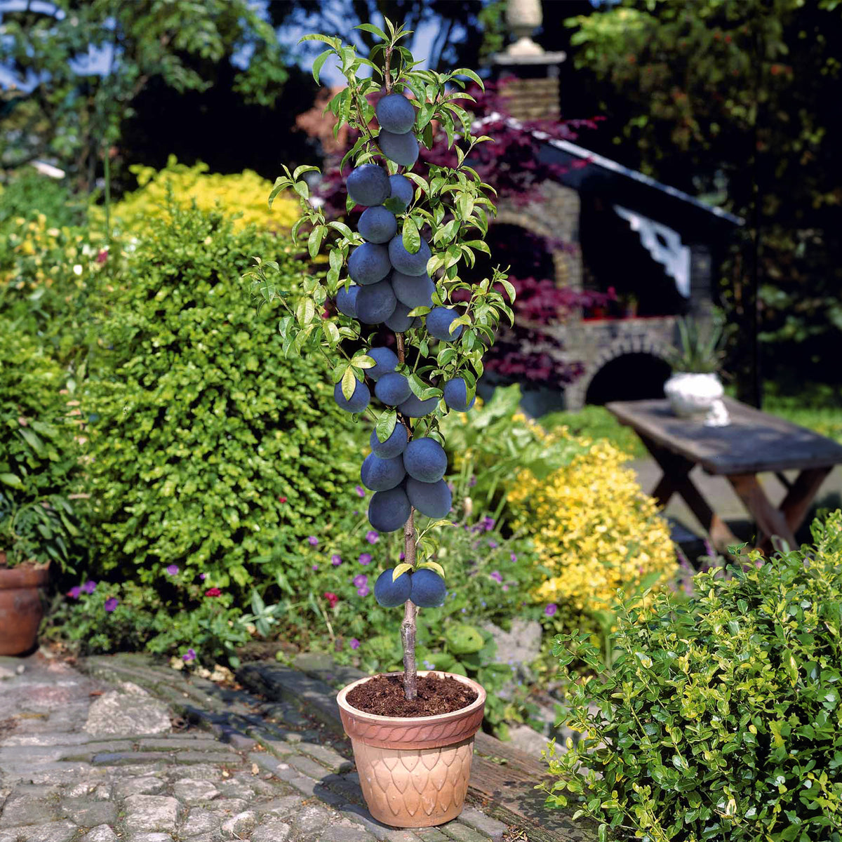 Zwergpflaume ‘Black Amber’ - Prunus salicina Black Amber - Willemse