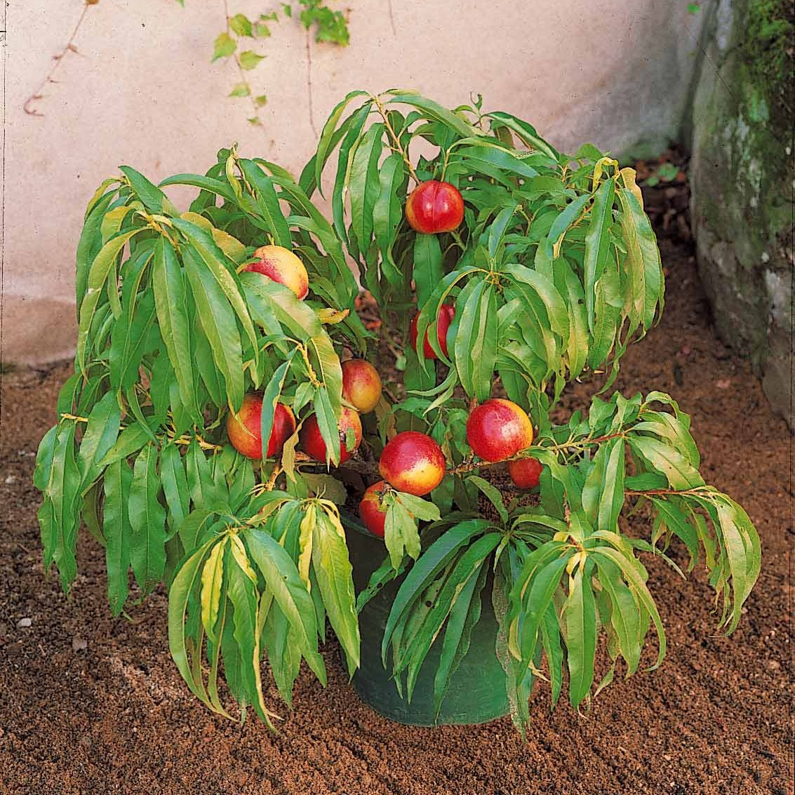 Mini-Nektarine Morton - Prunus persica Morton - Willemse