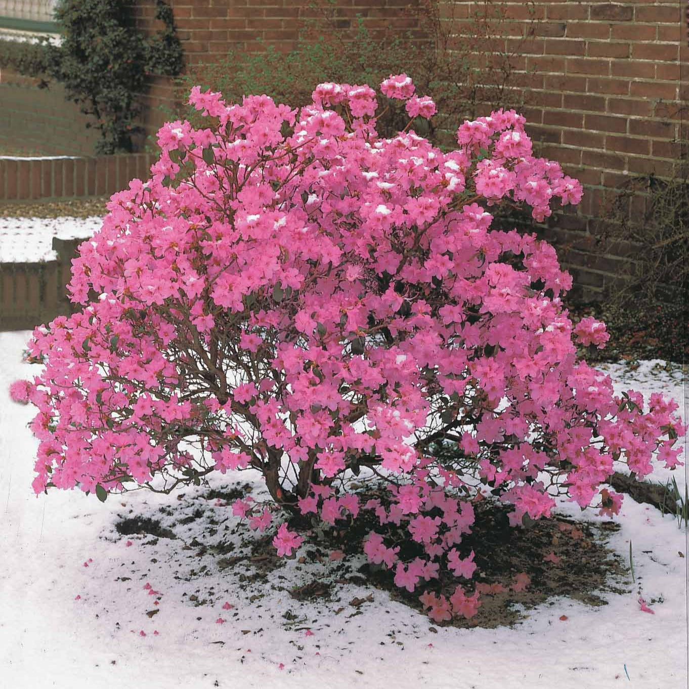 Früh-Rhododendron - Rhododendron praecox - Willemse