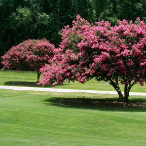 Verkauf Kräuselmyrte ‘Turenne’ rosa - Lagerstroemia indica Turenne