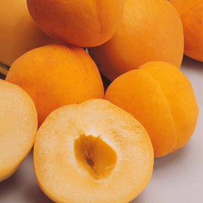 Aprikose ‘Polonais’ - Prunus armeniaca Polonais - Willemse
