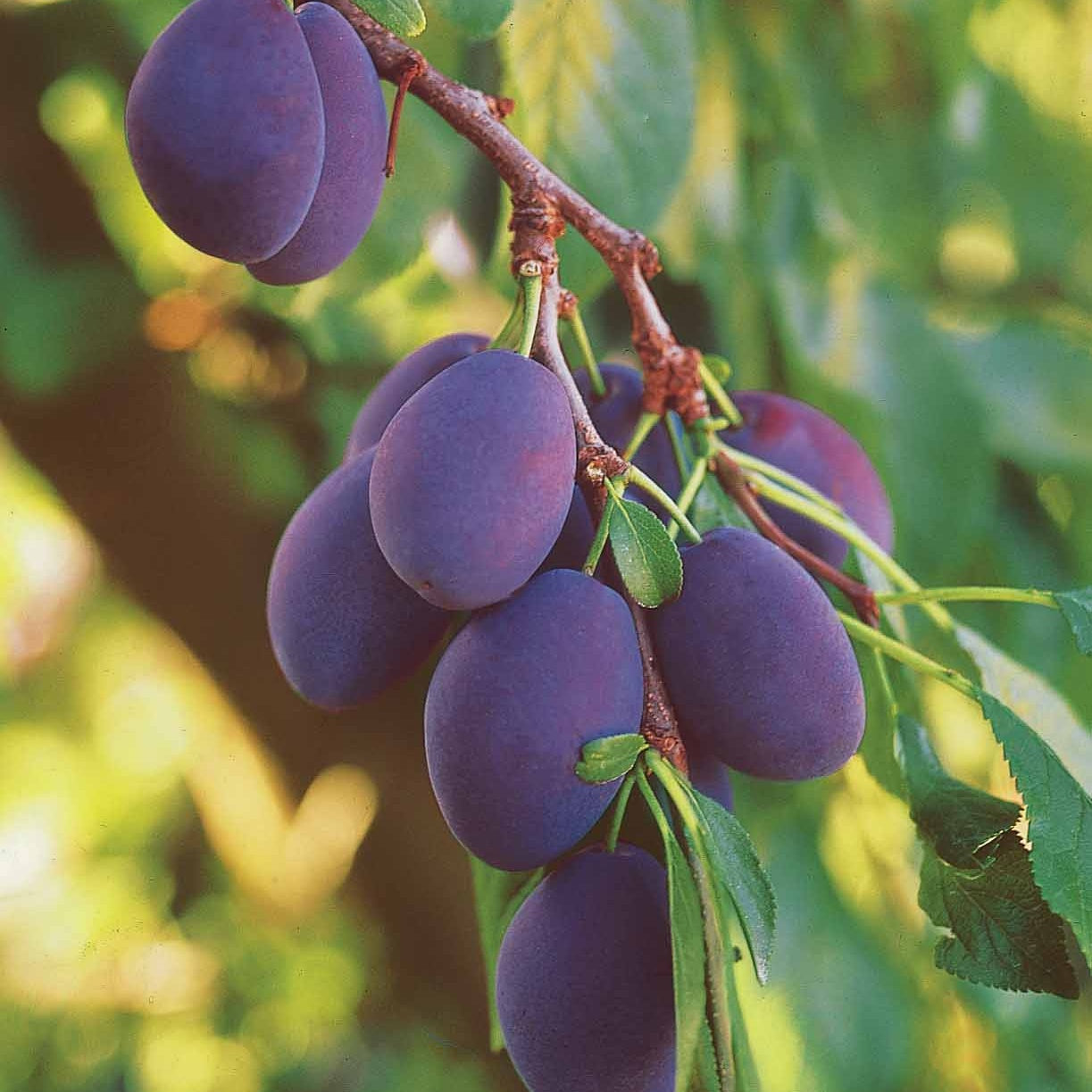 Pflaume ‘Quetsche d’Alsace’ - Pflaumenbäume - Willemse