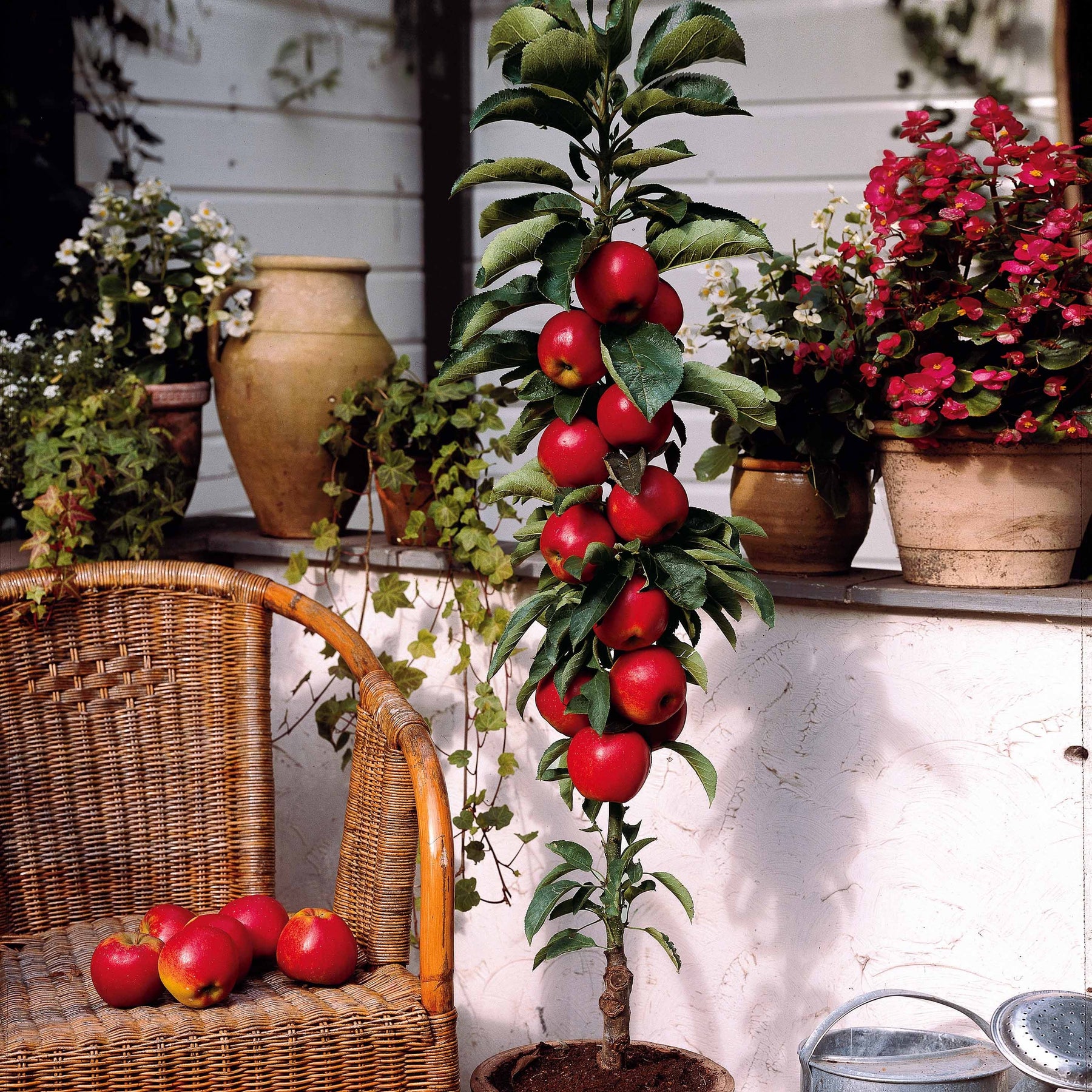 Zwerg-Apfelbaum Braeburn - Willemse
