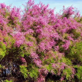 Tamariske - Tamarix tetrandra - Willemse