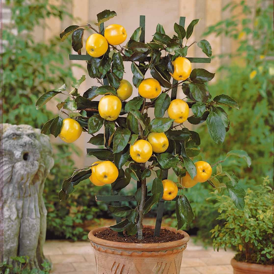 Zwergapfel ‘Golden Delicious’ - Willemse