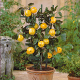 Zwergapfel ‘Golden Delicious’ - Willemse