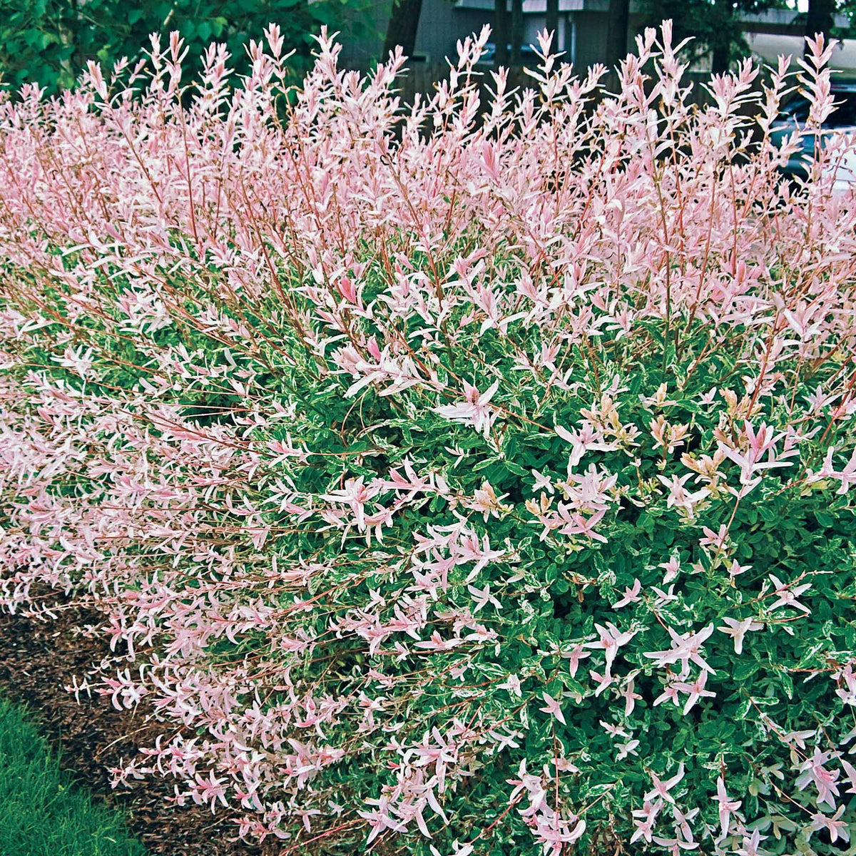 Harlekinweide - Salix integra hakuro nishiki - Willemse