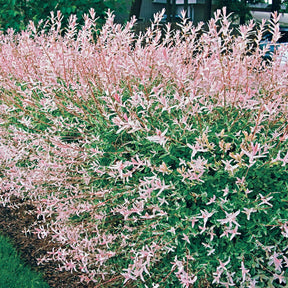 Harlekinweide - Salix integra hakuro nishiki - Willemse