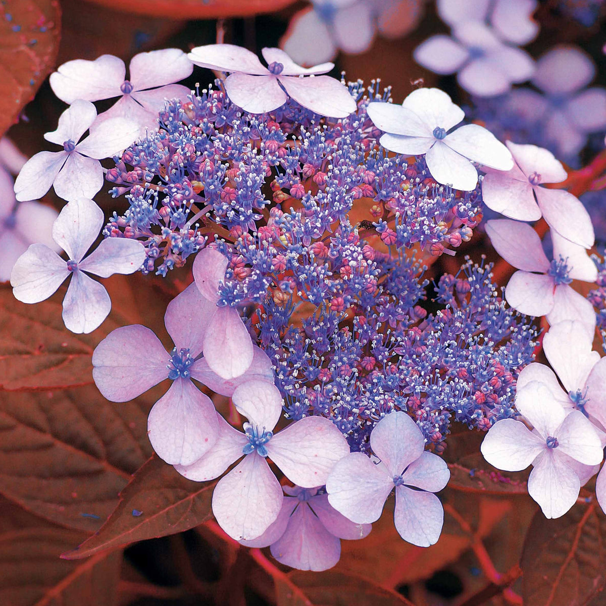 Hortensie Indian Summer - Willemse