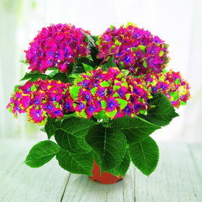 Bauernhortensie Saxon ® - Hydrangea macrophylla Saxon ® - Willemse