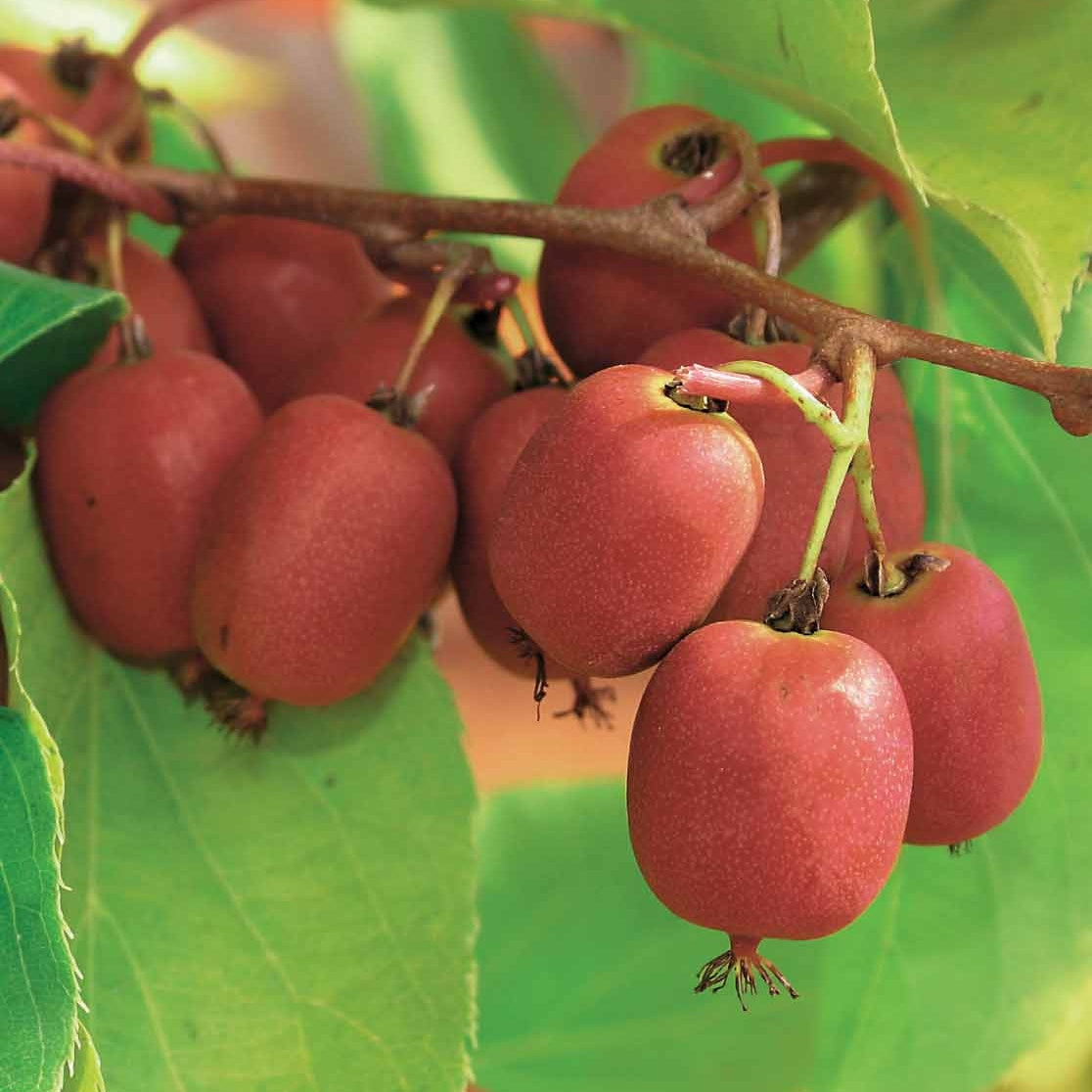Rotes Kiwi-Paar Weiki ® Plus (1 Männchen + 1 Weibchen) - Willemse