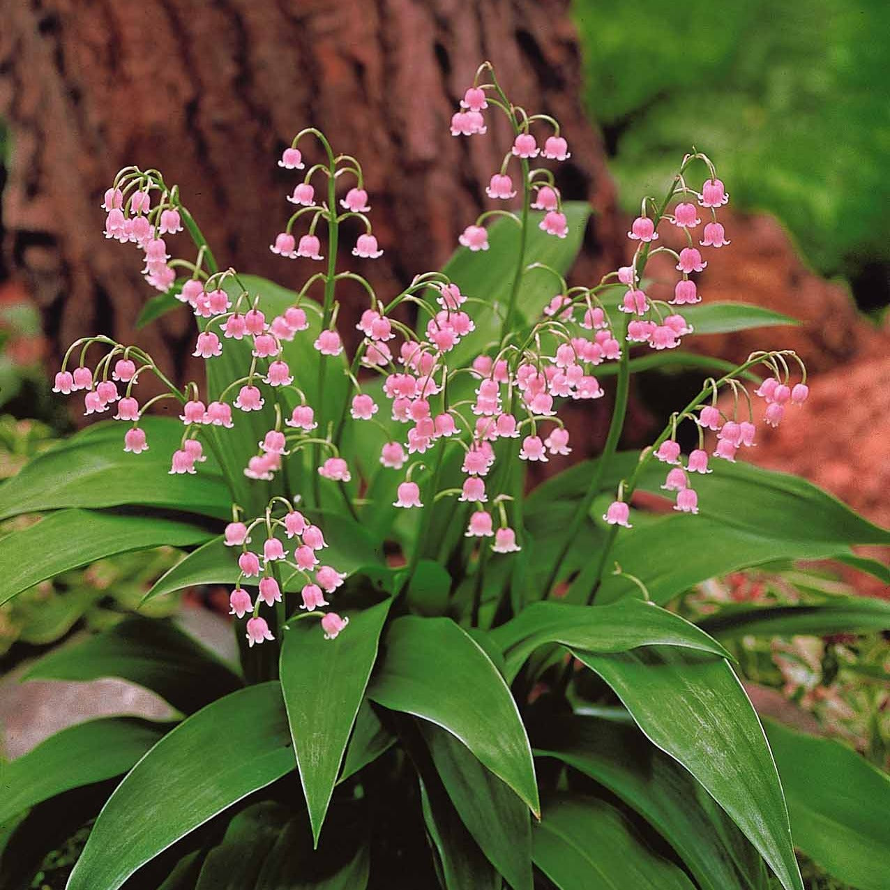 Maiglöckchen ‘Rosea’ - Convallaria majalis Rosea - Willemse