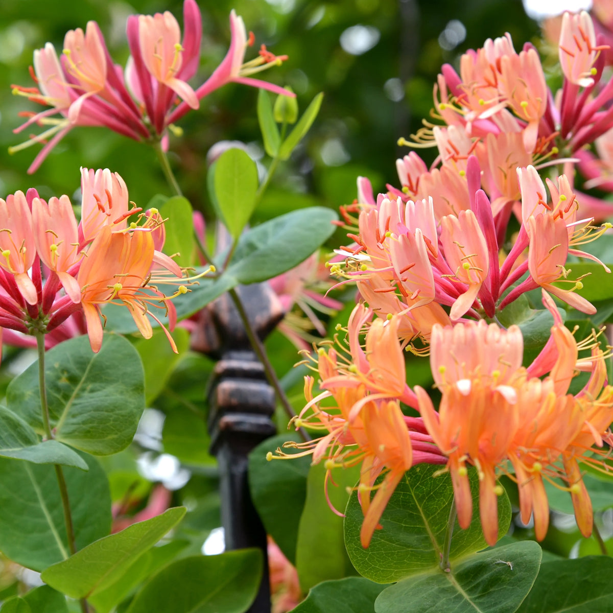 Kletterndes Geißblatt American Beauty - Lonicera heckrottii American Beauty - Willemse