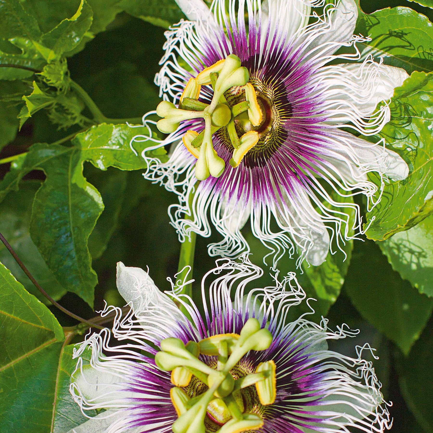 Kletterobstbäume - Passionsfrucht Frederick - Passiflora edulis frederick