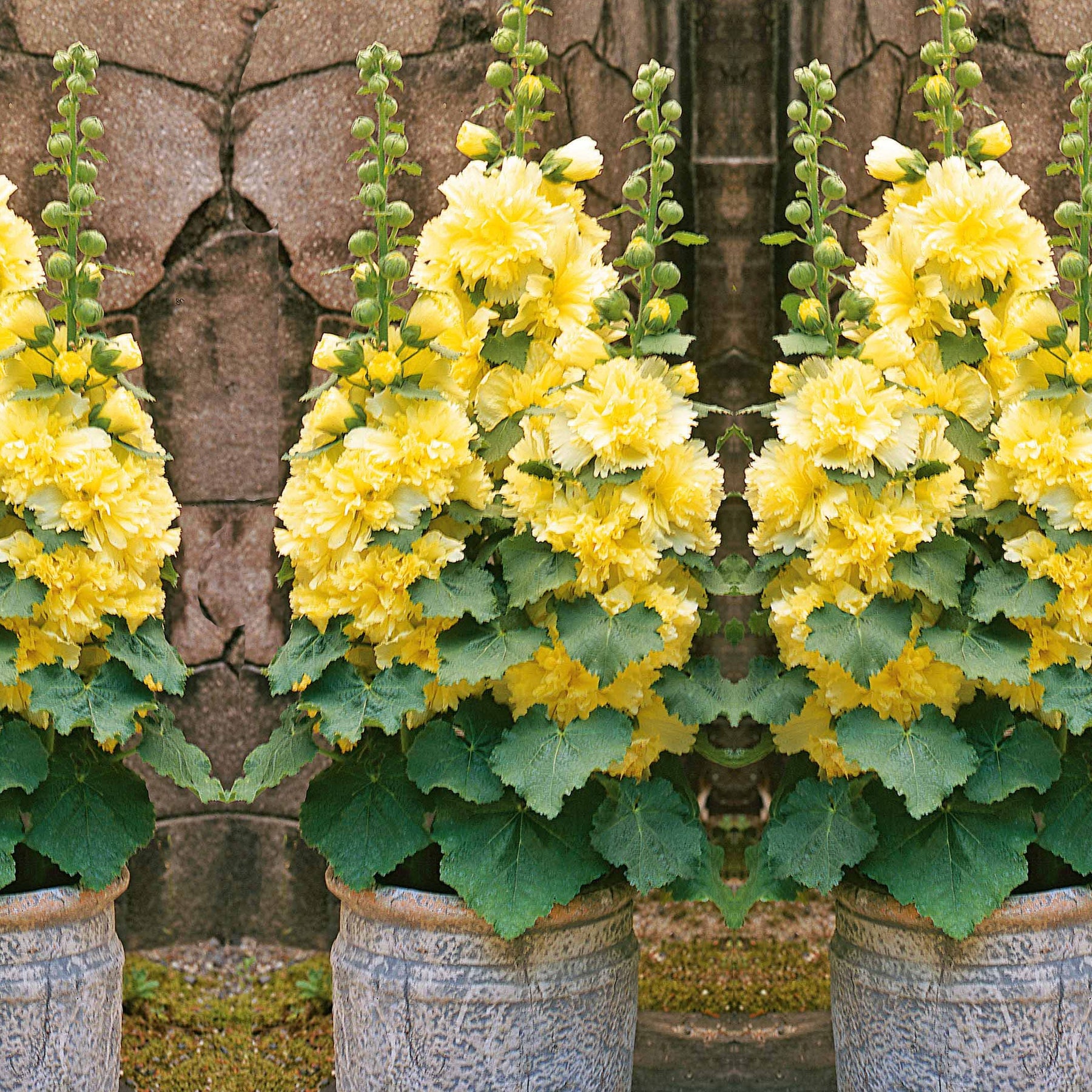 Stockrose ‘Spring Celebrities Lemon’ - Willemse