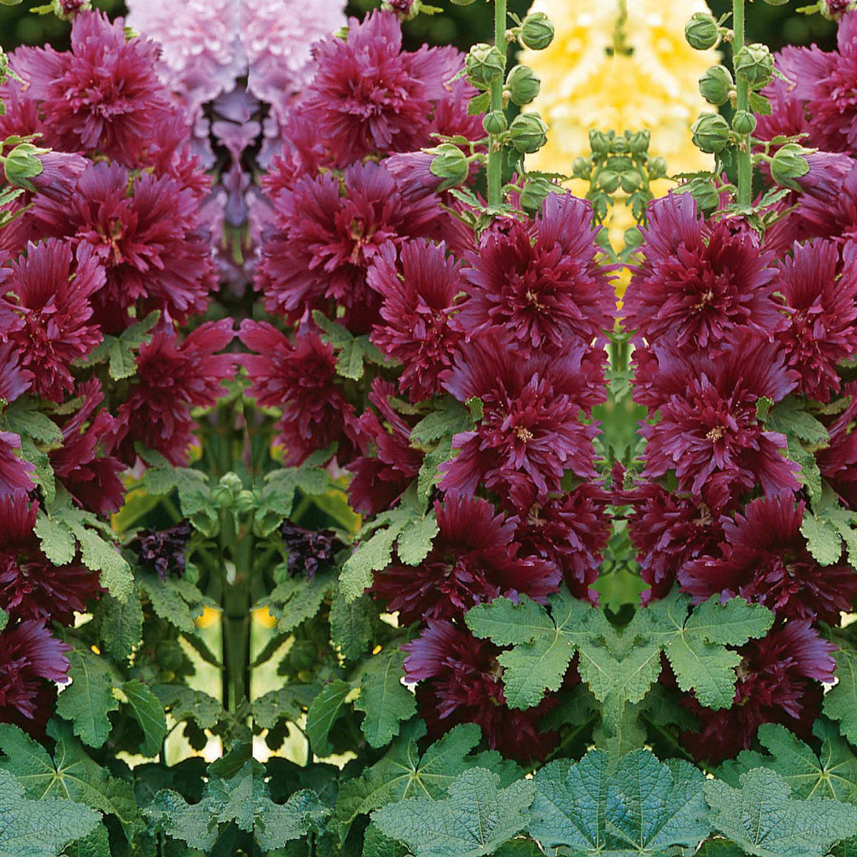 Stockrose ‘Spring Celebrities Purple’ - Alcea rosea annua spring celebrities purple - Willemse