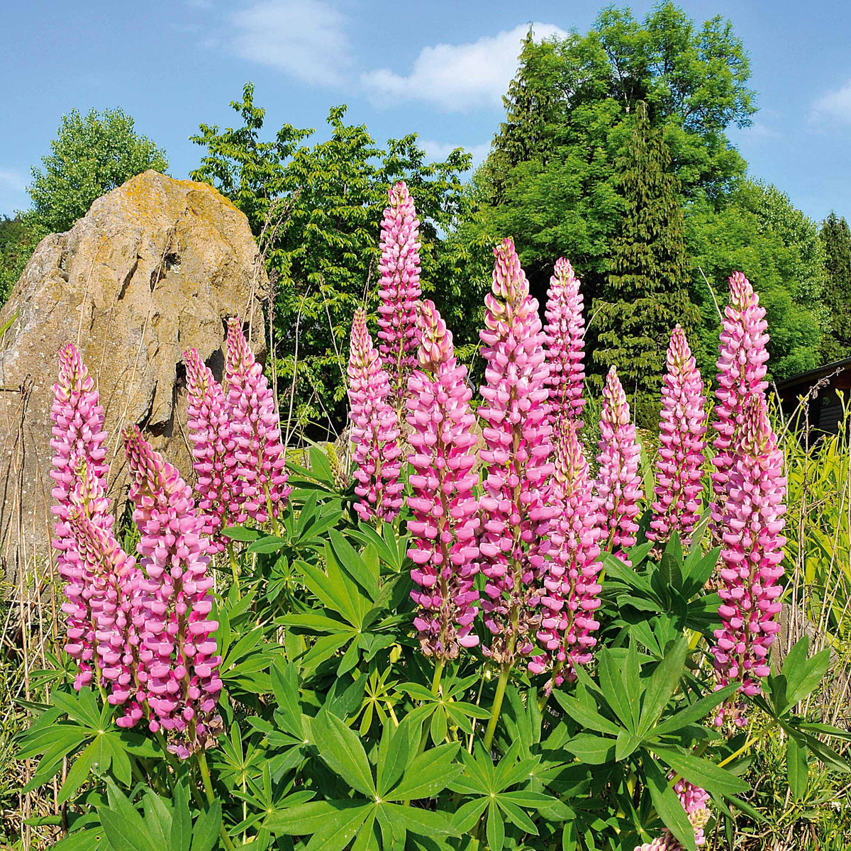 Lupine ‘Russell Pink’ (x3) - Willemse