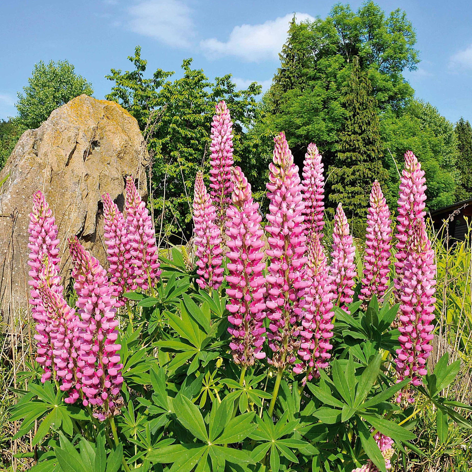 Lupine ‘Russell Pink’ (x3) - Willemse