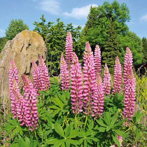 Lupine ‘Russell Pink’ (x3) - Willemse