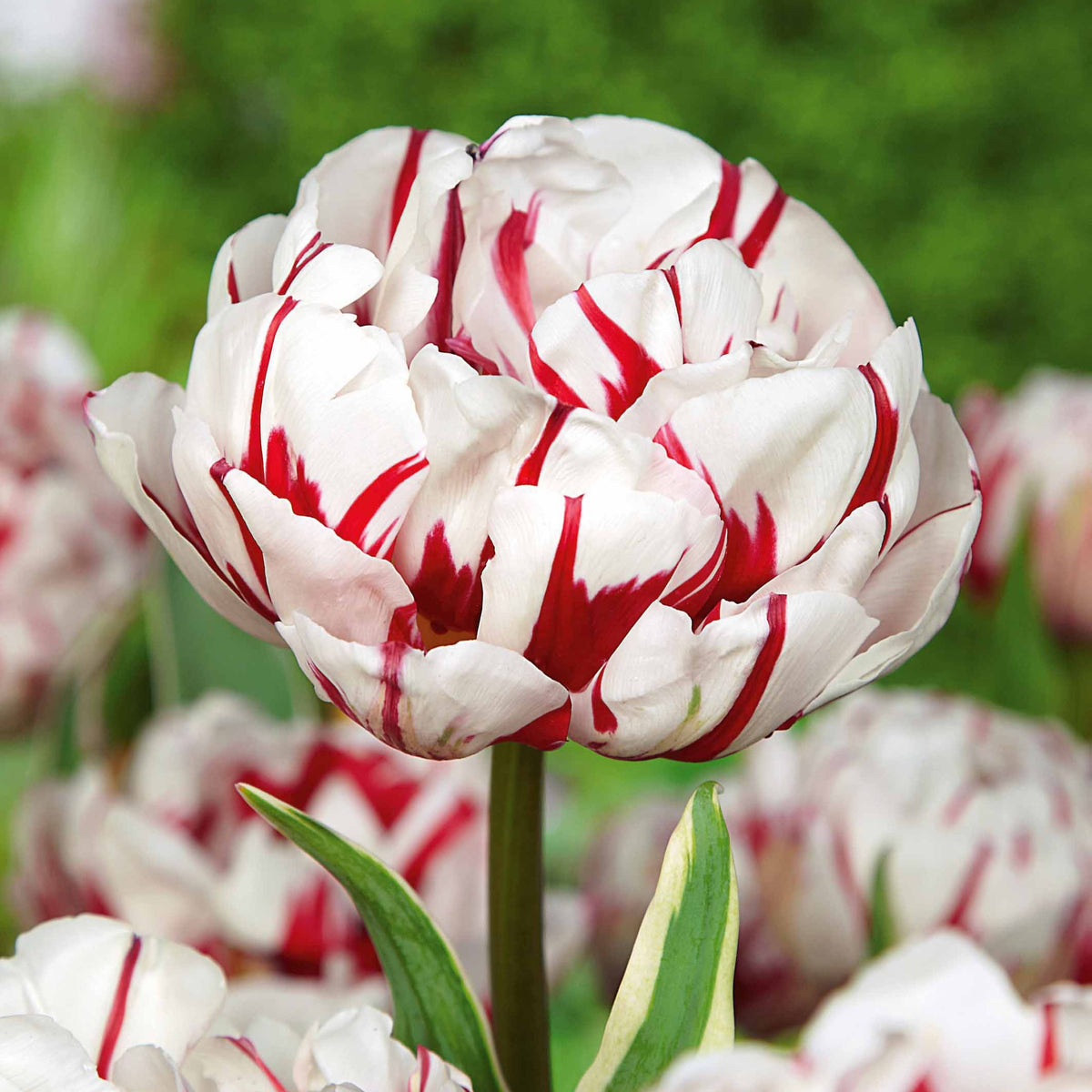 Pfingstrosen-Tulpen ‘Carnaval de Nice’ (x10) - Willemse