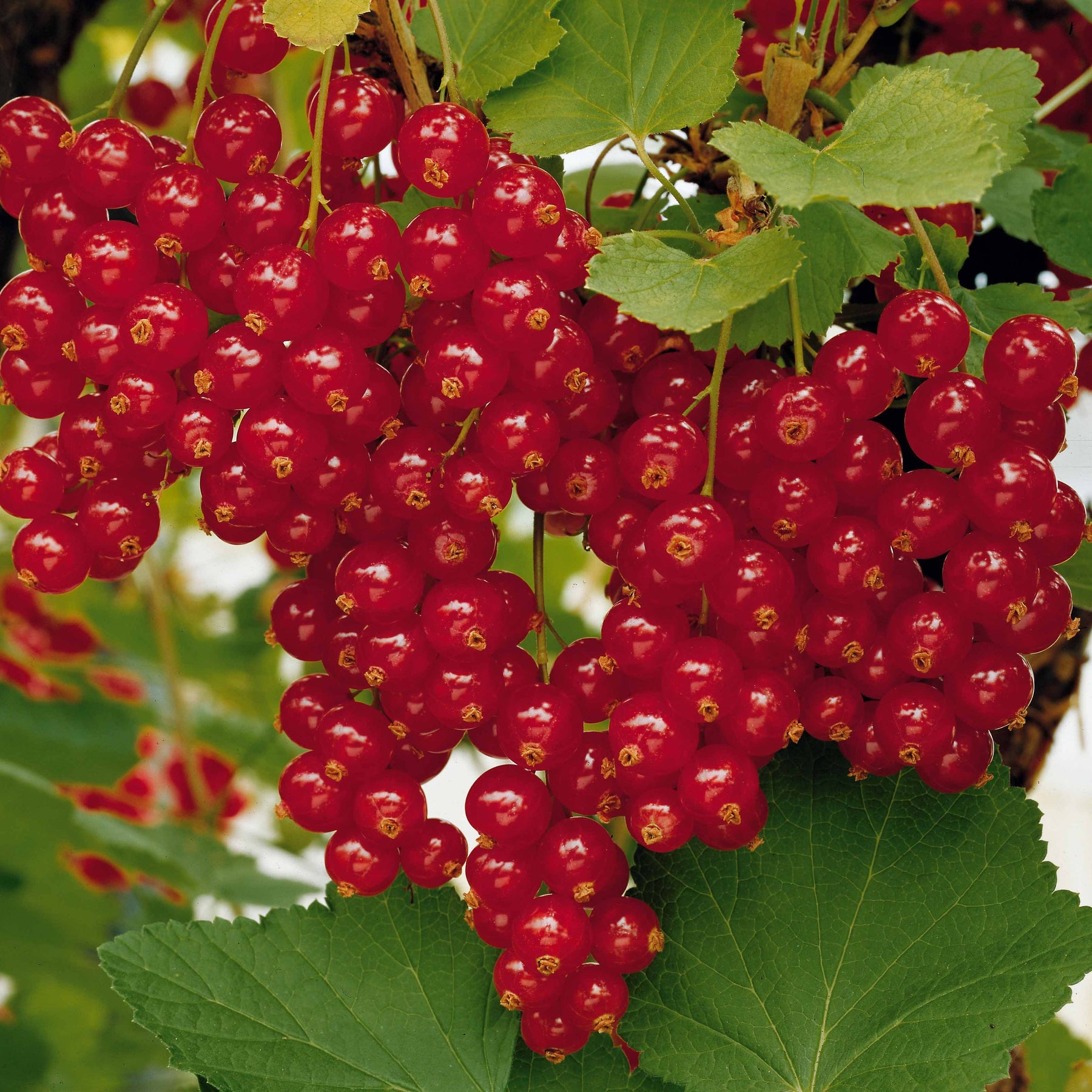 Rote Johannisbeere auf Stamm ‘Jonkheer van Tets’ - Johannisbeeren - Willemse