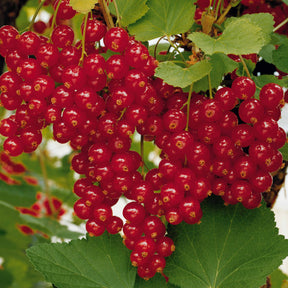 Rote Johannisbeere auf Stamm ‘Jonkheer van Tets’ - Johannisbeeren - Willemse