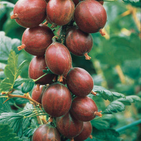 Johannisbeeren - Rote Stachelbeere auf Stamm - Ribes uva-crispa Hinnonmäki Röd
