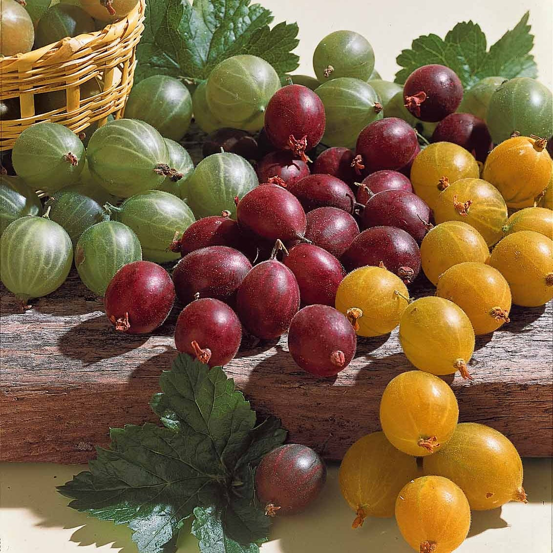 Rote Stachelbeere auf Stamm - Ribes uva-crispa Hinnonmäki Röd - Willemse