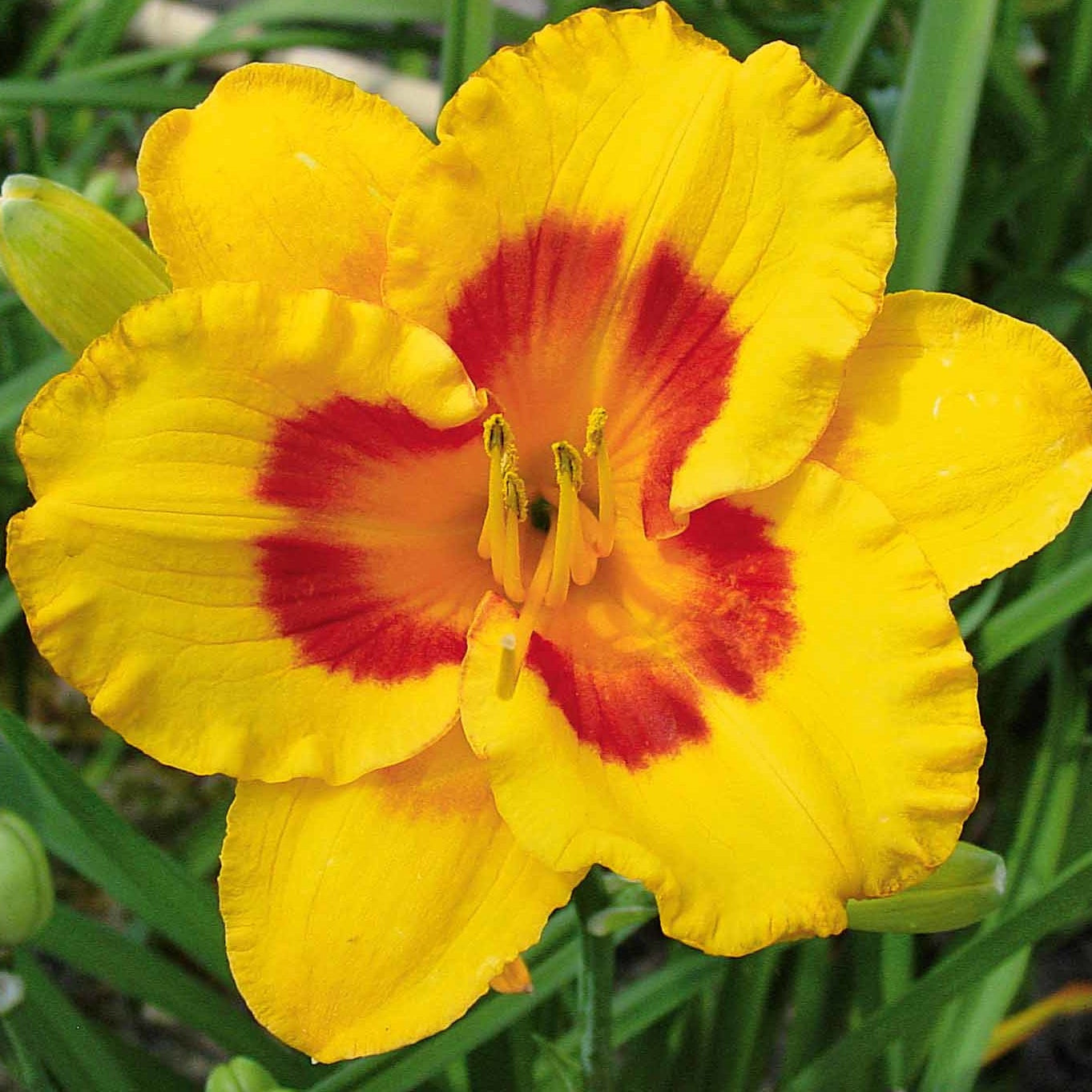 Taglilien ‘Fooled Me’ Serie 500 (x3) - Hemerocallis fooled me série 500 - Willemse