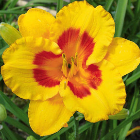 Taglilien ‘Fooled Me’ Serie 500 (x3) - Hemerocallis fooled me série 500 - Willemse
