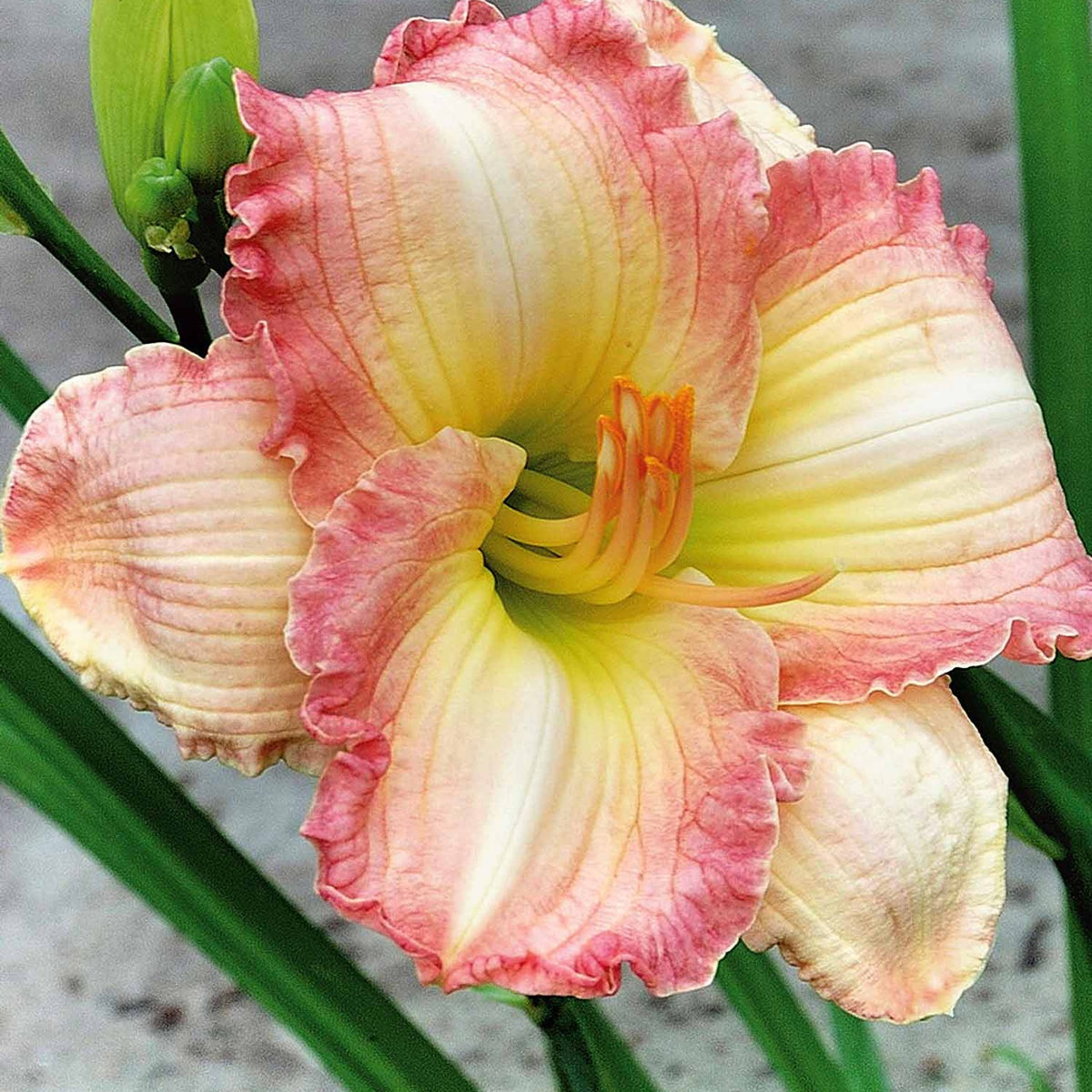 Taglilie ‘Frosted Vintage Ruffles’ Serie 500 (x3) - Willemse