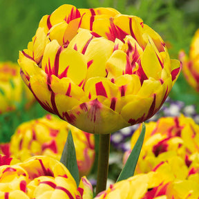 Pfingstrose Tulpe 'Golden Nizza' (x10) - Willemse