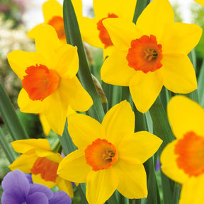 Narcissus fortune - Narzisse 'Fortune' (x10) - Narzissen-Zwiebeln