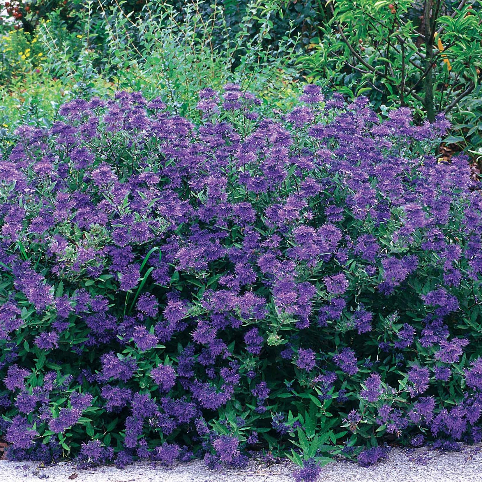 Bartblume Blauer Spatz - Caryopteris x clandonensis Blauer Spatz - Willemse