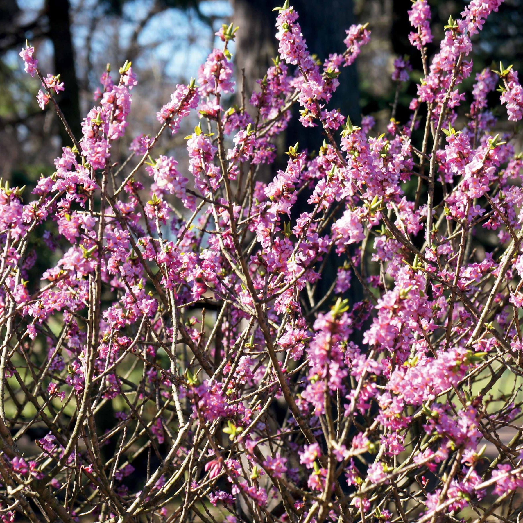 Seidelbast - Daphne mezereum rubra - Willemse