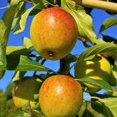 Apfel ‘Cox’s Orange Pippin’ - Malus domestica Cox's Orange Pippin - Willemse