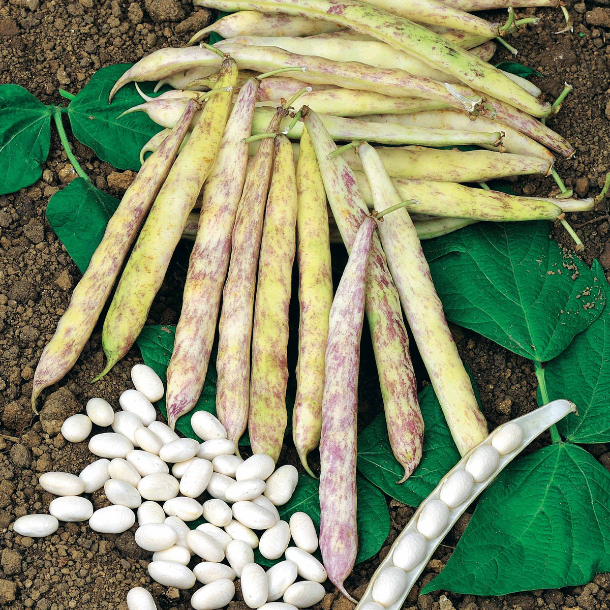 Buschbohne Auslesebohne ‘Cocagne’ - Phaseolus vulgaris cocagne - Willemse