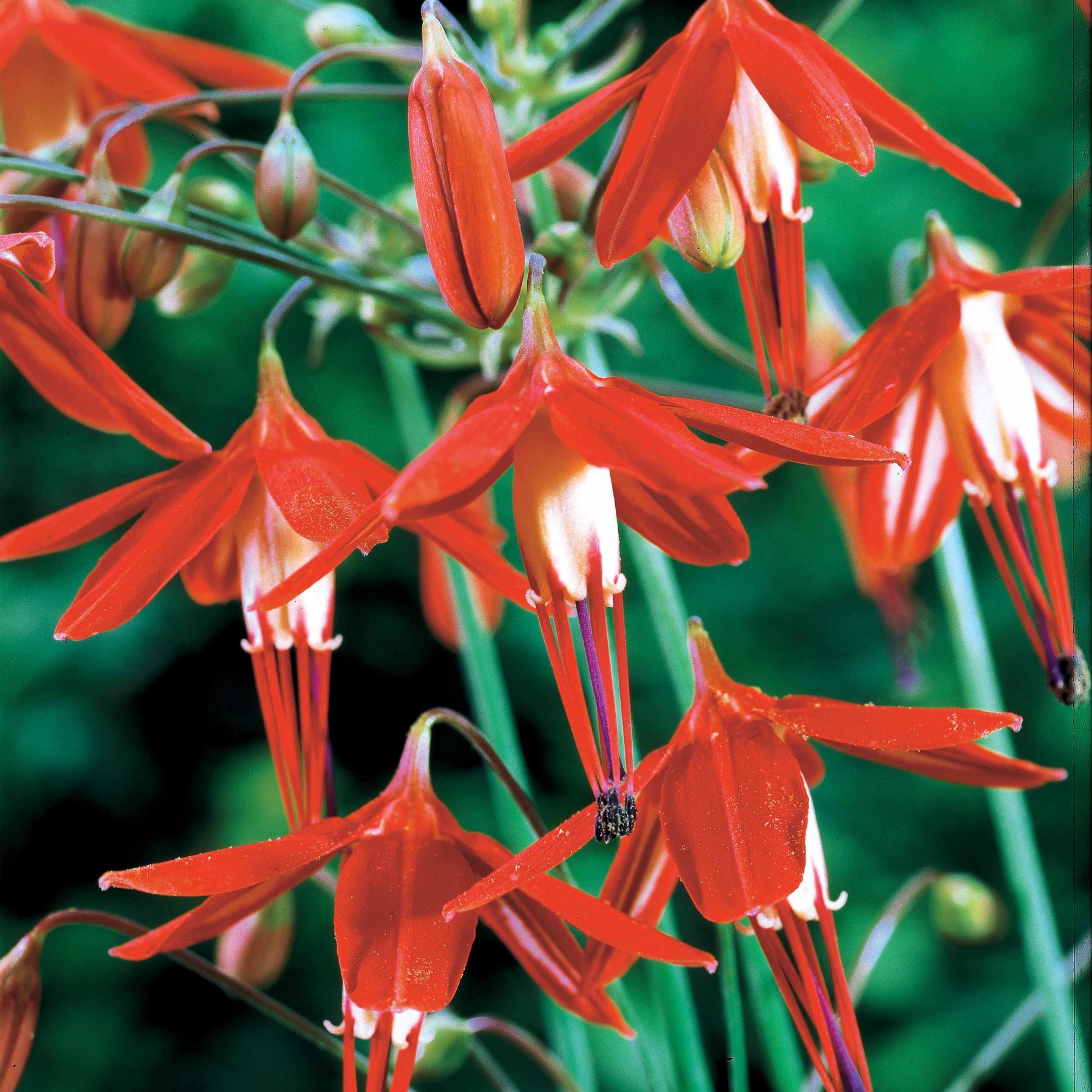 Korallentröpfchen (x5) - Bessera elegans - Willemse