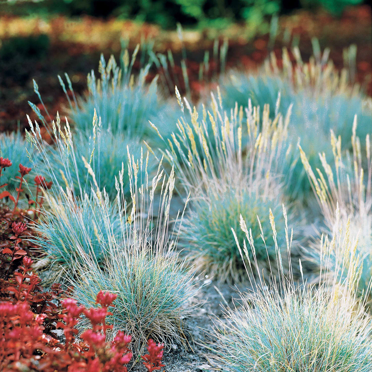 Verkauf Blau-Schwingel 'Elijah Blue' - Festuca glauca Elijah Blue