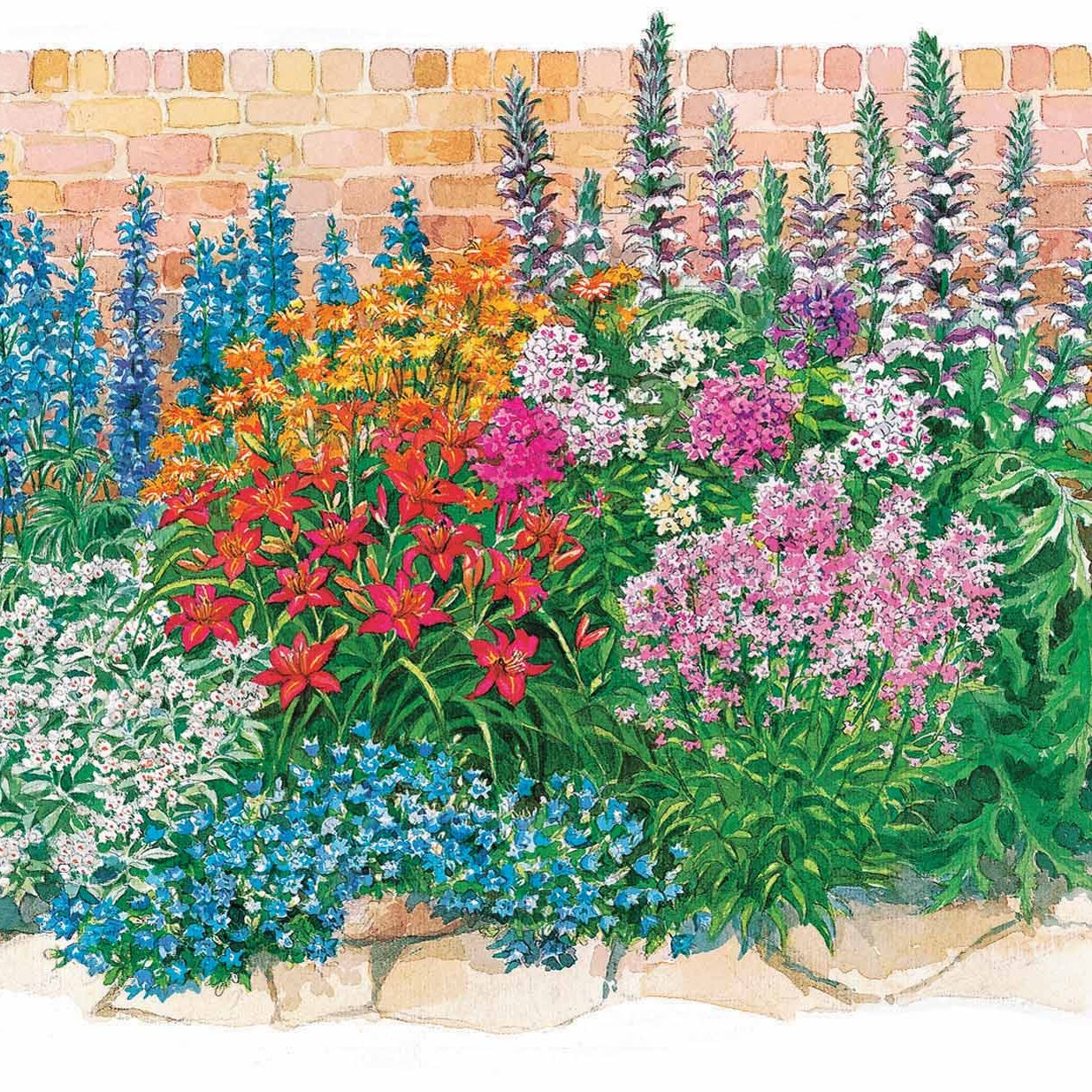 Sommerblumenbeet – Staudenmix (18 Pflanzen) - Acanthus mollis, Heliopsis scabra, Aconitum napellus, Phlox paniculata, Hemrocallis Samy Russel,  Lychnis viscaria, Anaphalis triplinervis, Campanula carpatica - Willemse