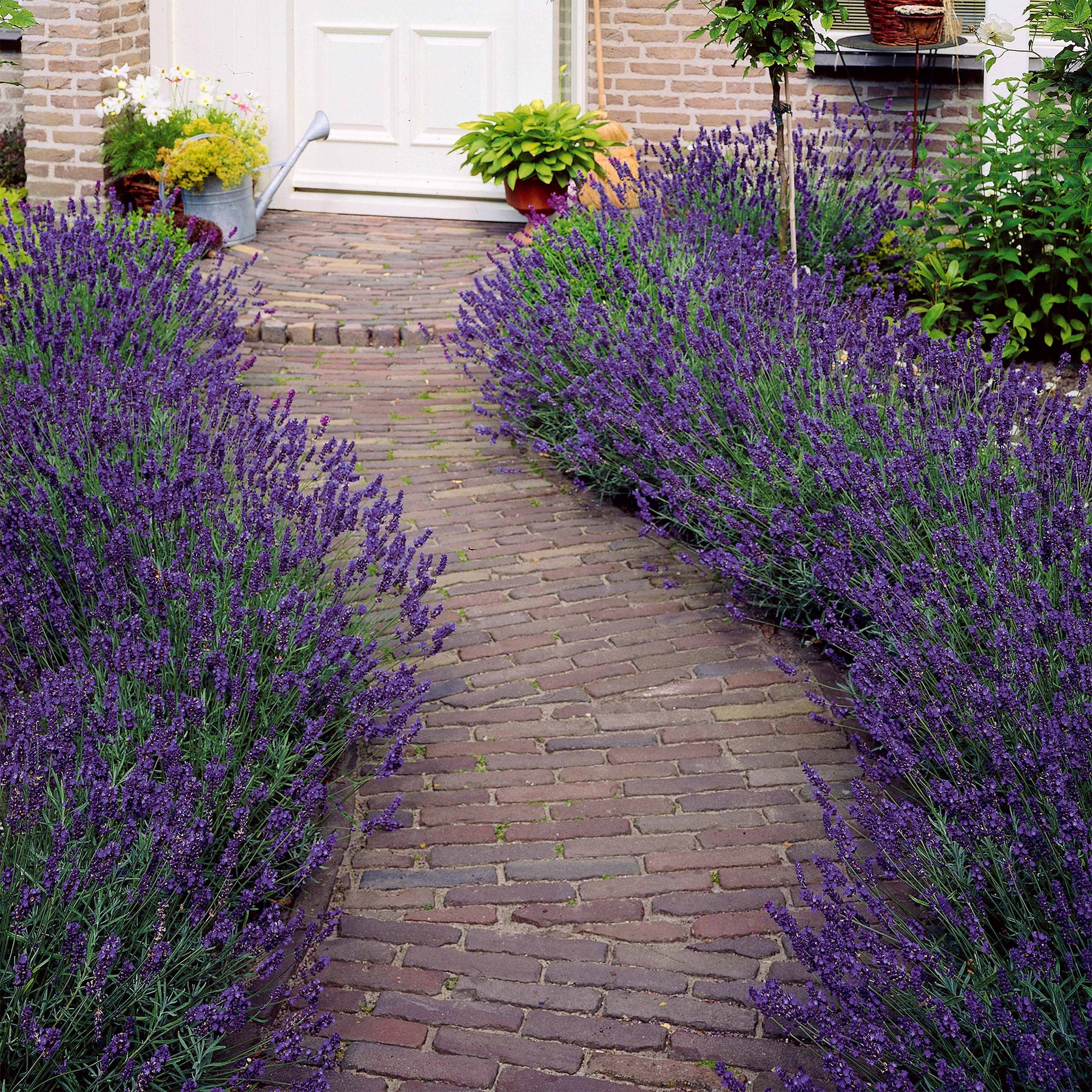 Lavendel blau (x2) - Willemse