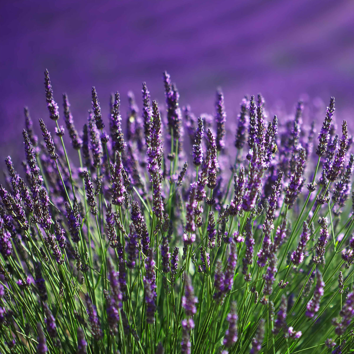 Lavendel blau (x2) - Lavandula angustifolia - Willemse