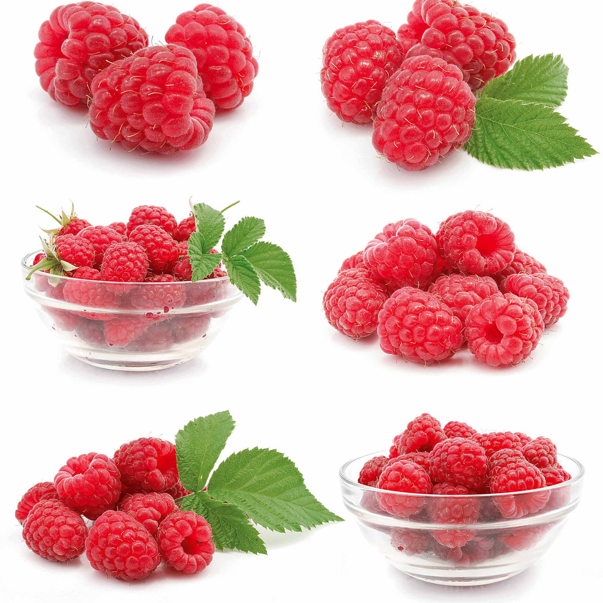 Himbeere Ruby Beauty - Rubus idaeus ruby beauty ® - Willemse