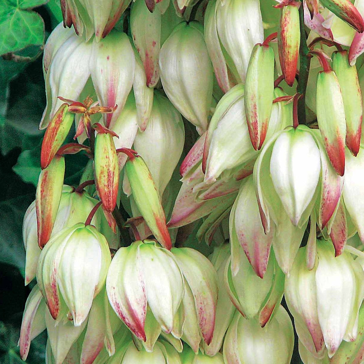 Panaschierte Palmlilie - Yucca filamentosa Bright Edge - Willemse