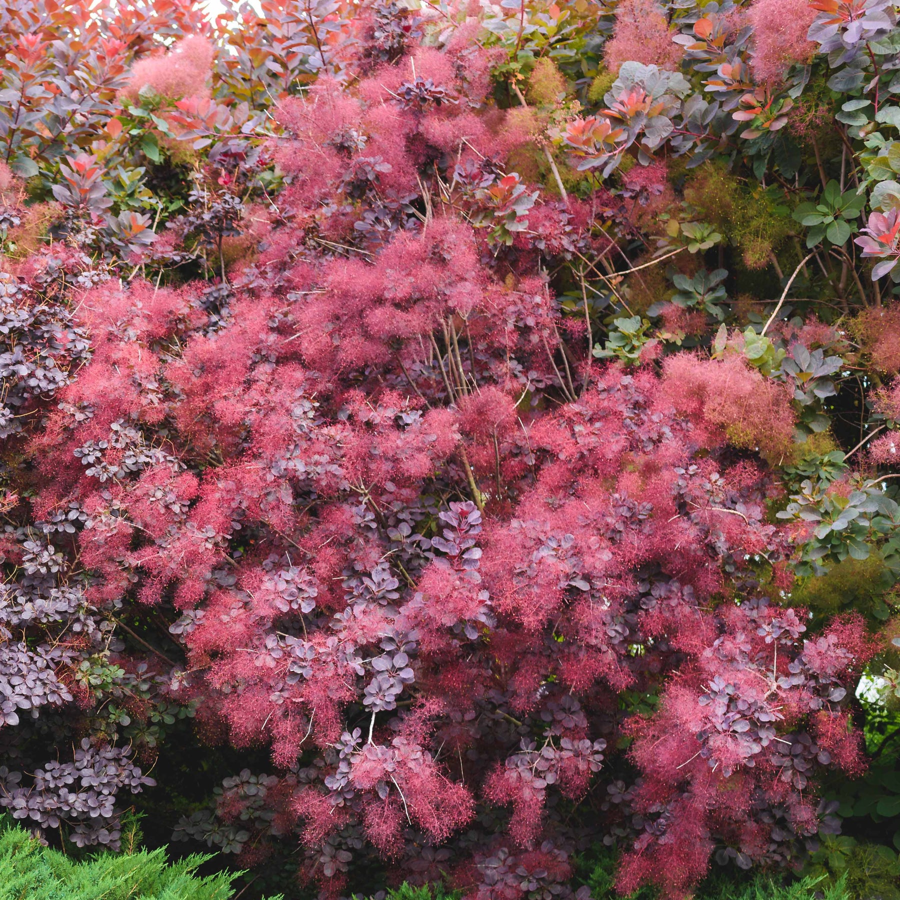 Perückenstrauch Royal Purple - Cotinus coggygria royal purple - Willemse