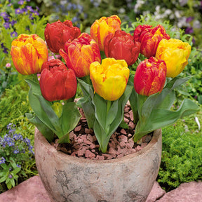 Tulpe Flaming Baby - Willemse