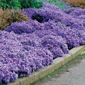 Herbstastern ‘Wood’s Light Blue’ (x3) - Aster wood's light blue - Willemse