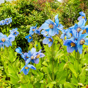 Blauer Tibet-Scheinmohn (x2) - Meconopsis betonicifolia - Willemse