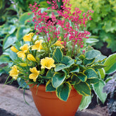 Balkon-Blumen-Set - Willemse